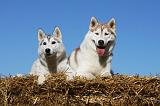 SIBERIAN HUSKY 700